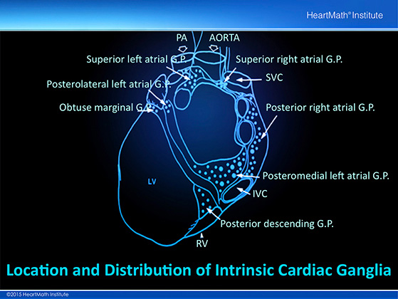 Little Brain in the Heart- Neuron-slide-4 