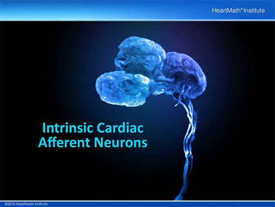 Little Brain in the Heart- Neuron-slide-5 