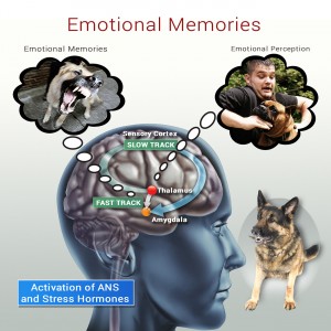 Negative Response Pattern Emotional Memories