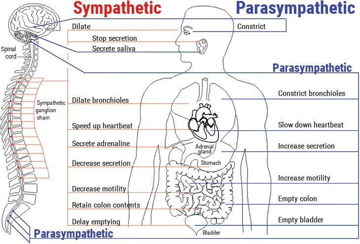 Sympathetic Parasympathetic