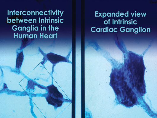 Interconnected intrinsic cardiac ganglia