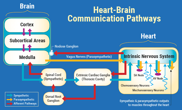 Heart-Brain Communication Pathways