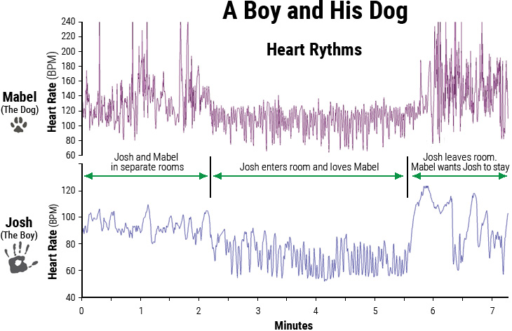 Heart-rhythm patterns of a boy and his dog
